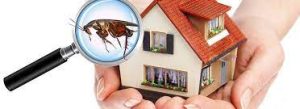  مكافحة الحشرات في المنازل